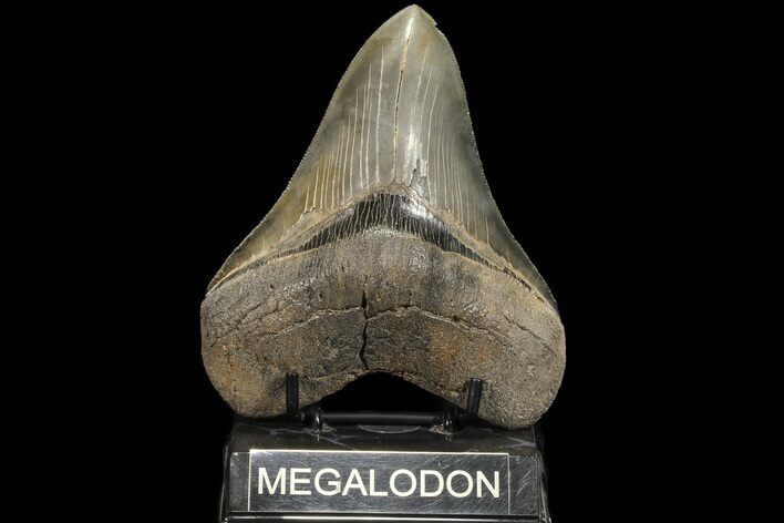 Serrated, Fossil Megalodon Tooth - Georgia #78183